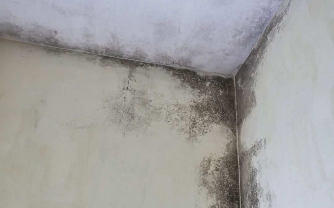 Hiring Mold Remediation: Key Homeowner Guide