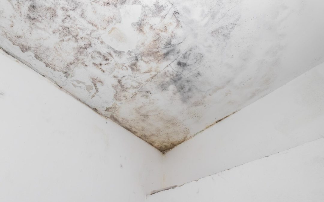 Rain Damage and Mold: What You Need to Know