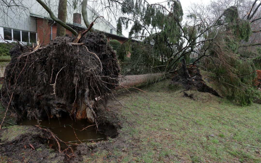 Dealing with Fallen Trees: Steps to Take Immediately