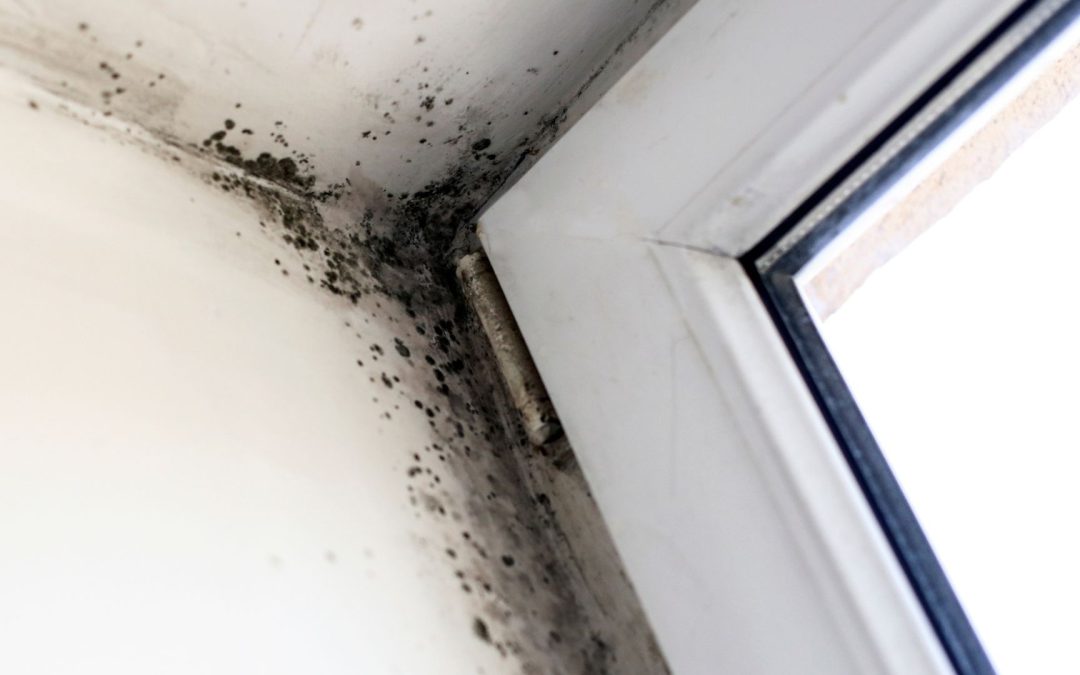 Mold Remediation After Water Damage: Protecting Your Orangevale Home