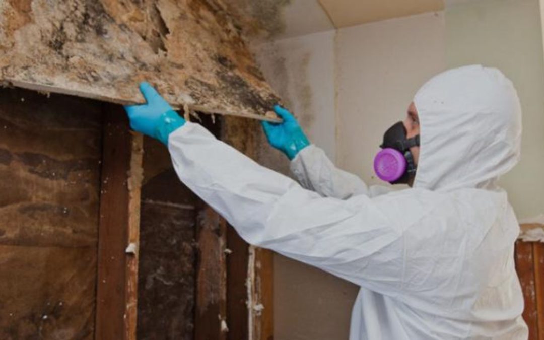 What Are the Most Common Signs You Need a Mold Inspection in Sacramento?
