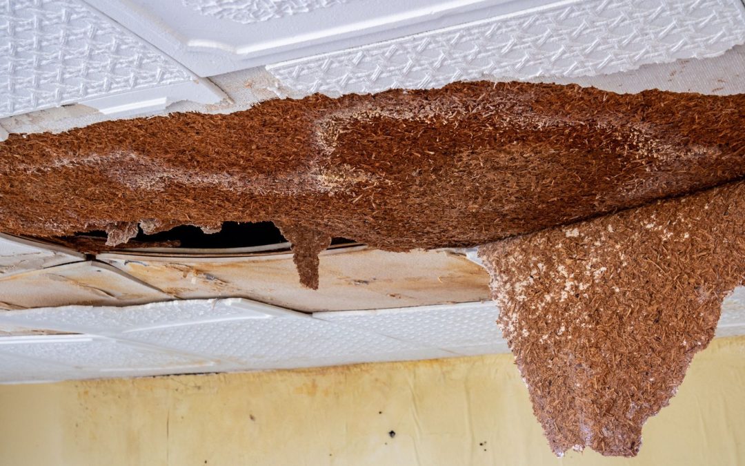 Water Damage Restoration: What Orangevale Homeowners Should Expect