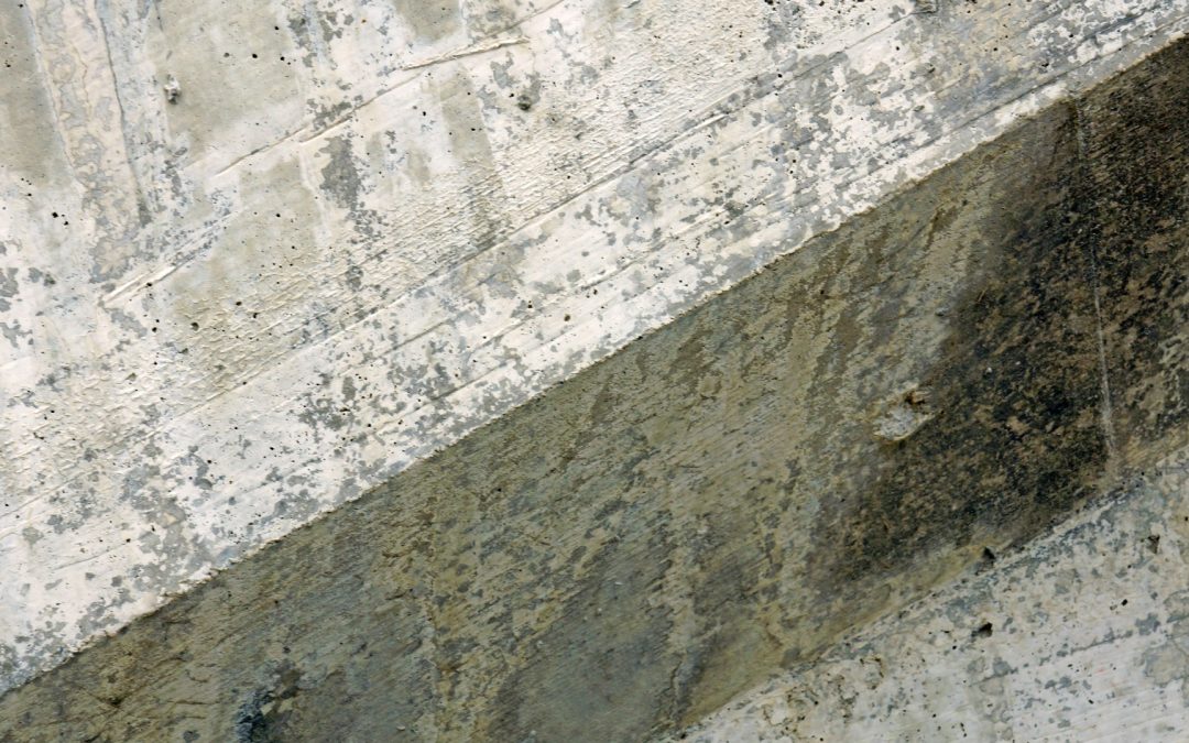 The Importance of Mold Inspection in Maintaining a Healthy Home Environment