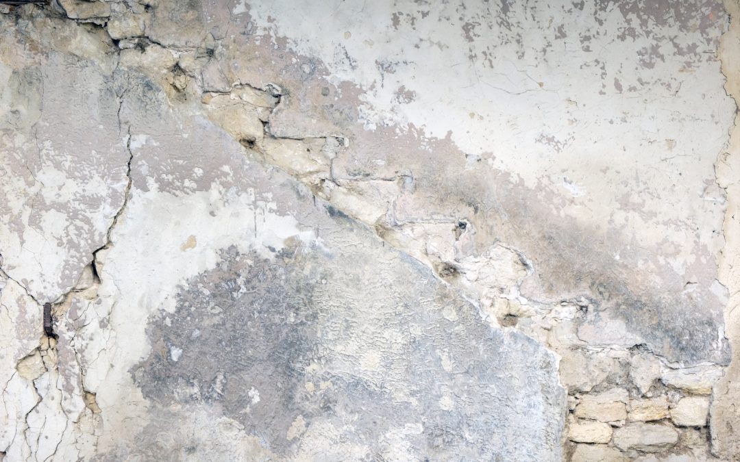 Tackling Mold in Your Home: Signs, Dangers, and the Importance of Professional Mold Inspection
