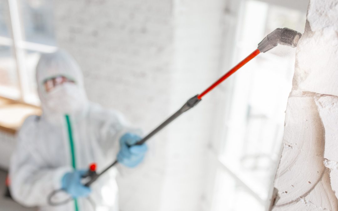 How Professional Mold Inspections Can Protect Your Family’s Health
