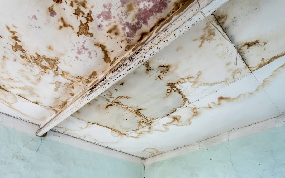 The Dangers of Rain Damage: Preventing Mold Growth