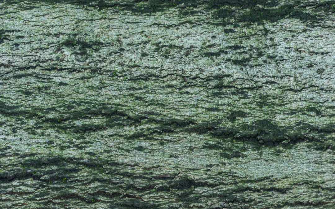 Steps to a Thorough Mold Inspection at Home